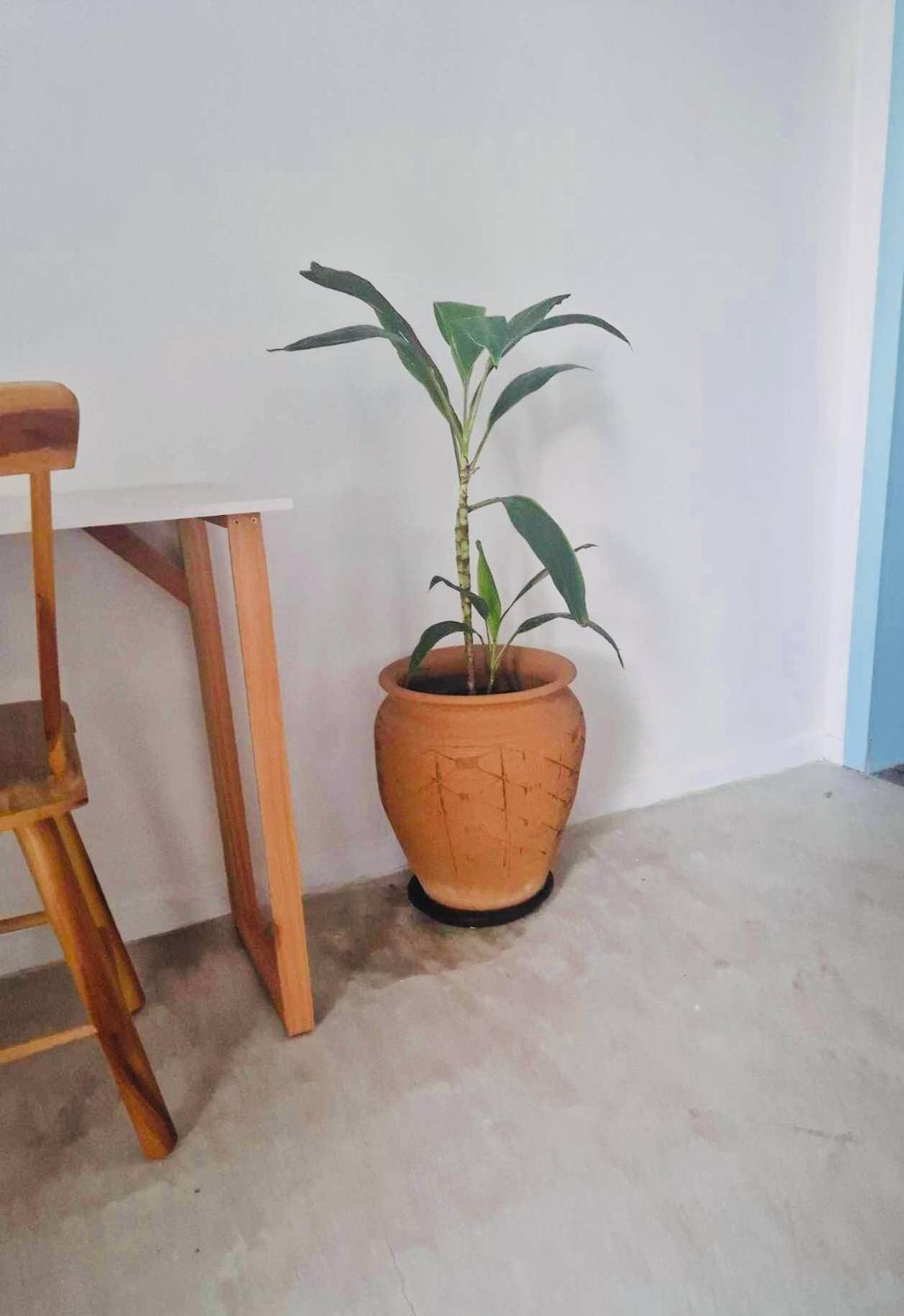 Villa Parazinho Paracuru Ngoại thất bức ảnh